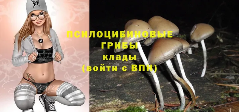 купить закладку  Москва  Псилоцибиновые грибы Psilocybe 